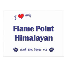 I Love My Flame Point Himalayan (Female Cat) Postcard