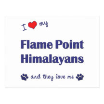I Love My Flame Point Himalayans (Multiple Cats) Postcards