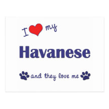 I Love My Havanese (Multiple Dogs) Postcards