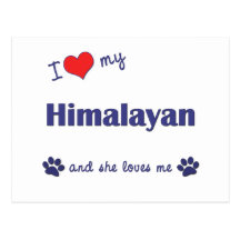 I Love My Himalayan (Female Cat) Postcards