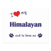 I Love My Himalayan (Male Cat) Post Card