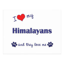 I Love My Himalayans (Multiple Cats) Post Card