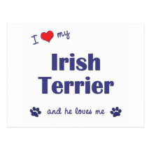 I Love My Irish Terrier (Male Dog) Postcard