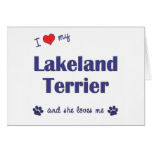 I Love My Lakeland Terrier (Female Dog) Cards