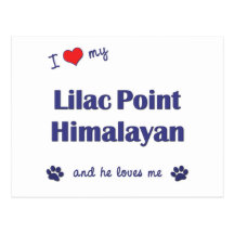 I Love My Lilac Point Himalayan (Male Cat) Post Cards