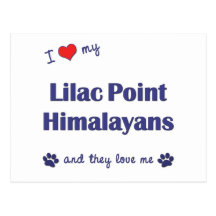 I Love My Lilac Point Himalayans (Multiple Cats) Postcards