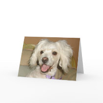 I Love My Little White Dog Poodle / Bichon Mix Greeting Cards