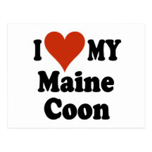 I Love My Maine Coon Cat Gifts and Apparel Post Cards