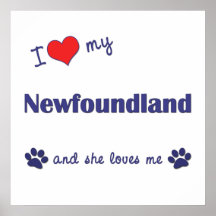 I Love My Newfoundland (Female Dog) Posters