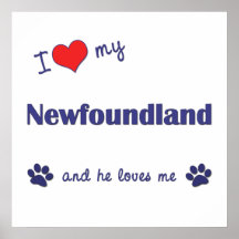 I Love My Newfoundland (Male Dog) Posters