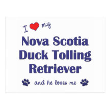 I Love My Nova Scotia Duck Tolling Retriever (He) Post Card