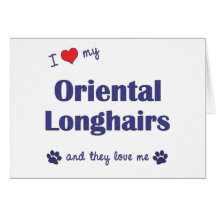 I Love My Oriental Longhairs (Multiple Cats) Greeting Card