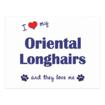 I Love My Oriental Longhairs (Multiple Cats) Post Card