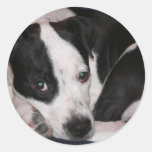 I love my pit bull! sticker
