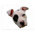 I love my pitbull post cards
