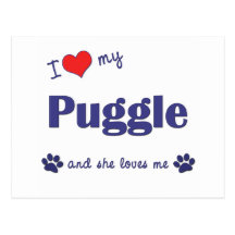 I Love My Puggle (Female Dog) Postcards