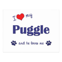 I Love My Puggle (Male Dog) Postcard