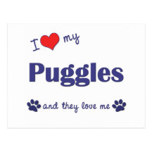 I Love My Puggles (Multiple Dogs) Post Card