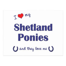I Love My Shetland Ponies (Multiple Ponies) Post Card