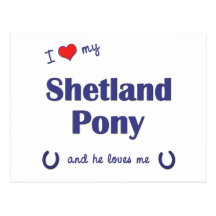I Love My Shetland Pony (Male Pony) Postcard