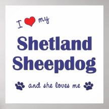 I Love My Shetland Sheepdog (Female Dog) Poster