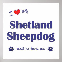 I Love My Shetland Sheepdog (Male Dog) Posters