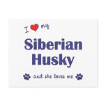 I Love My Siberian Husky (Female Dog) postcards