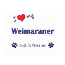I Love My Weimaraner (Male Dog) Post Card