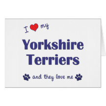 I Love My Yorkshire Terriers (Multiple Dogs) Greeting Card