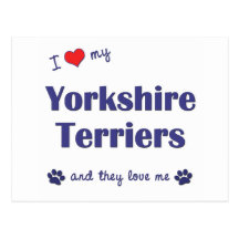 I Love My Yorkshire Terriers (Multiple Dogs) Postcards