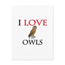 I Love Owls Post Card