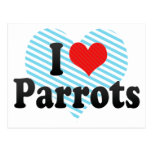I Love Parrots Postcard