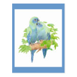 I love Parrots, Tropical Bird Collection Post Cards