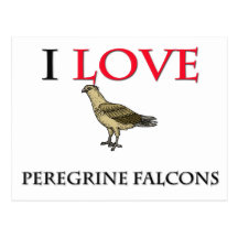 I Love Peregrine Falcons Post Card