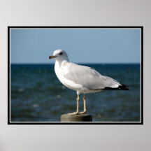 I love Seagulls! Poster