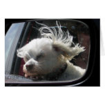 I love the wind and rain in my hair... cards