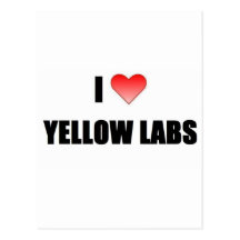 I Love Yellow Labs Post Card