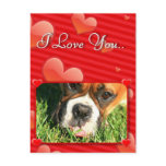 I Love You boxer dog postcard
