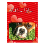I Love You boxer dog postcard