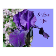 I Love You Purple Iris Flower Photo Postcard
