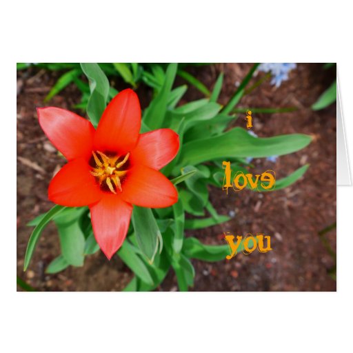 i love you-Red Tulip Card