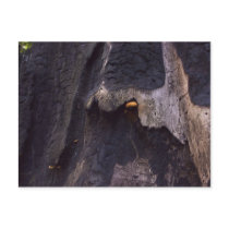 i’m bat man postcard