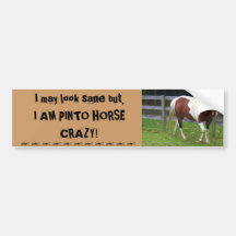 I may look sane, but I AM PINTO HORSE CRAZY! Bumper Stickers