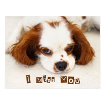 I Miss You - Cavalier King Charles Spaniel Postcards