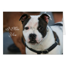 I Miss You Staffordshire Bull Terrier card