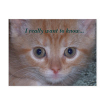 "I really want to know..." Kitten Photo Post Cards