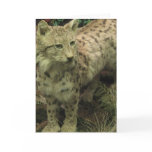 Iberian Lynx Greeting Card