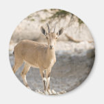 Ibex - Yael Refrigerator Magnet