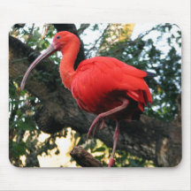 Ibis bird mousepad