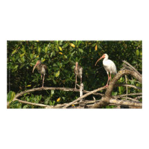 Ibis Birds in San Blas Mexico Customized Photo Card